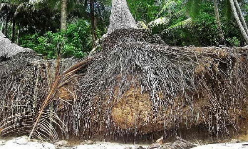 How Much Root Space Does A Palm Tree Need?