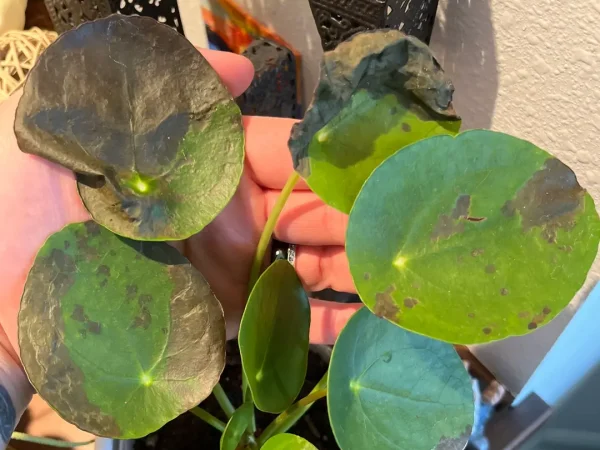 Why Is My Money Plant Leaves Turning Black?