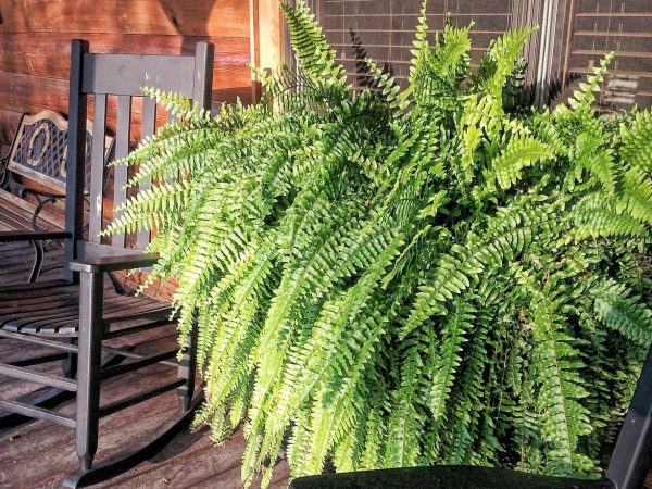 What Does An Overwatered Fern Look Like?