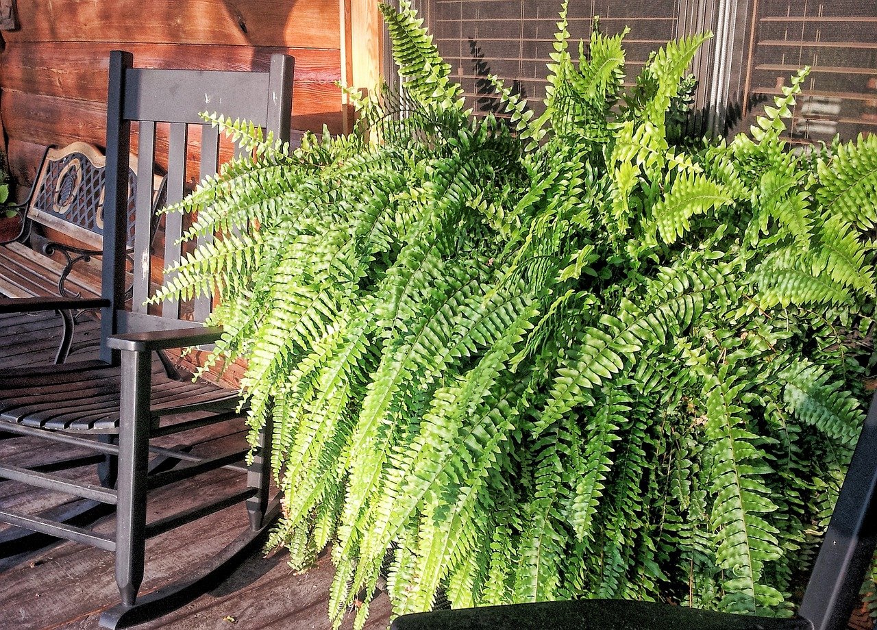 What Does An Overwatered Fern Look Like?